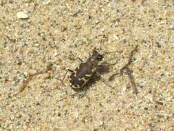 Image de Cicindela (Cicindela) formosa generosa Dejean 1831