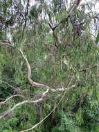 Image of river peppermint gum