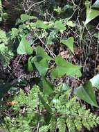 Image de Smilax canariensis Willd.