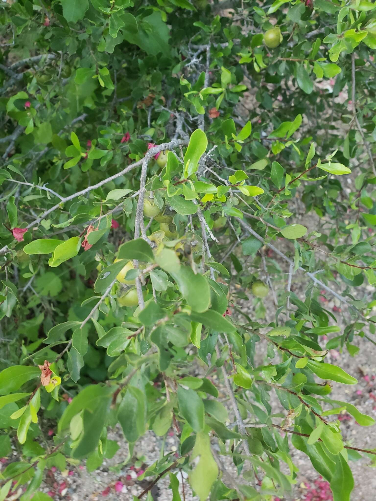 Diospyros intricata (A. Gray) Standl.的圖片