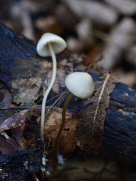 Mycena arcangeliana Bres. 1904 resmi