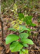 Image of Collinsonia anisata Sims