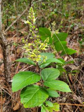 Image of Collinsonia anisata Sims