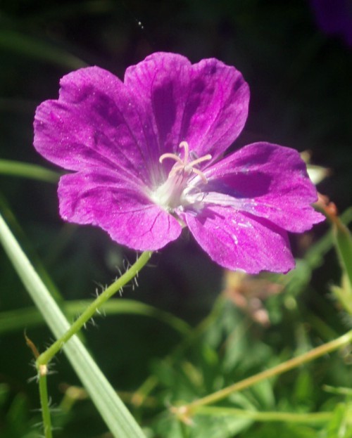 Geranium sanguineum (rights holder: Brbol)