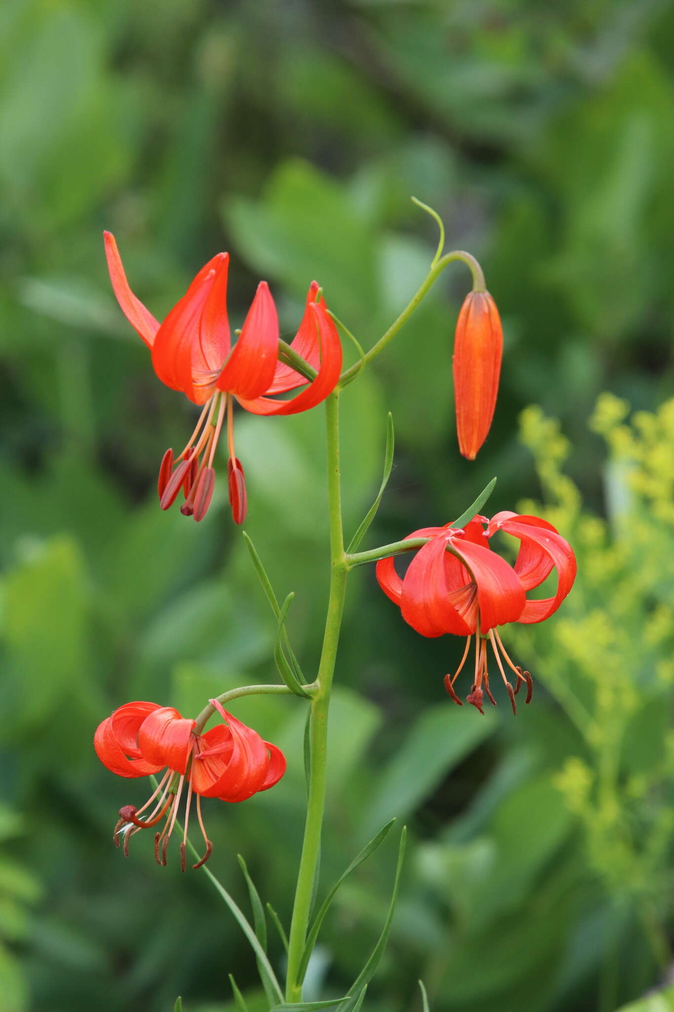 Image of Lilium pumilum Redouté