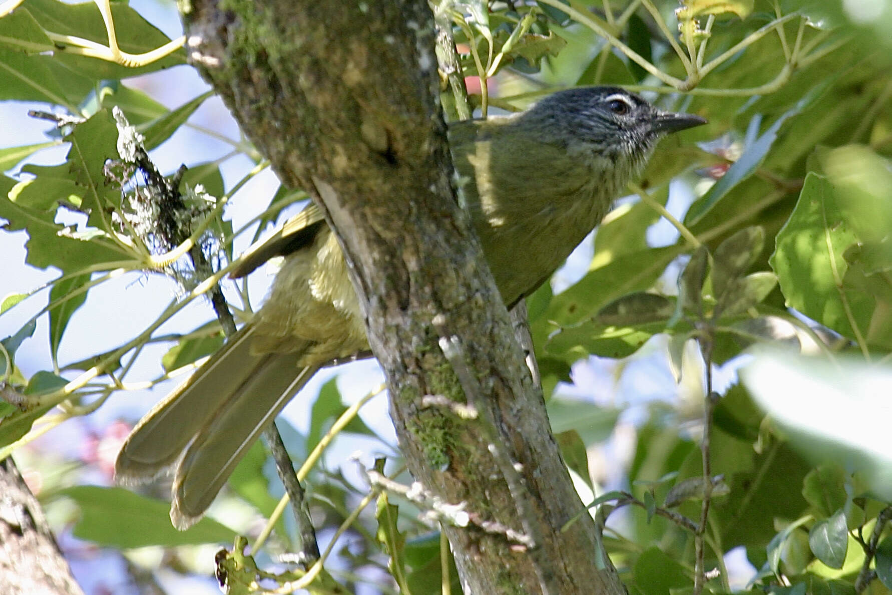 Arizelocichla milanjensis (Shelley 1894) resmi