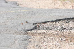 Image of Linnets