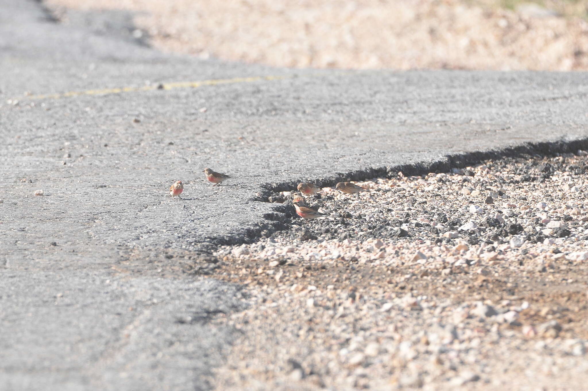 Image of Linnets