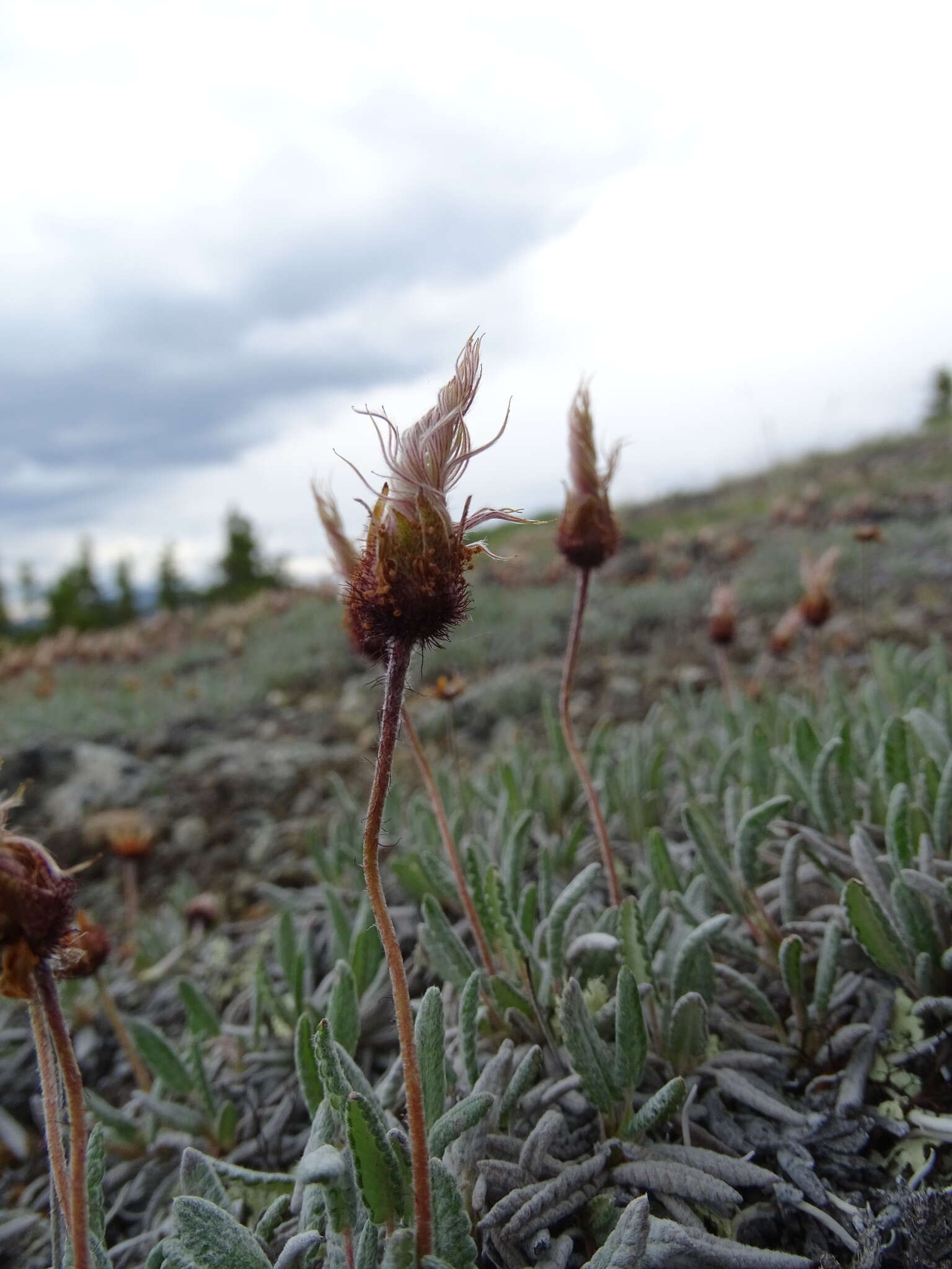 Image of Eight-Petal Mountain-Avens