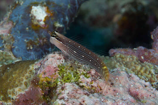 Image of Pictus Blenny