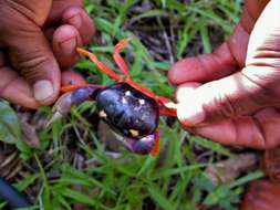 Image of Mexican Land Crab