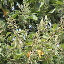 Sivun Bastardiopsis densiflora (Hook. & Arn.) Hassl. kuva