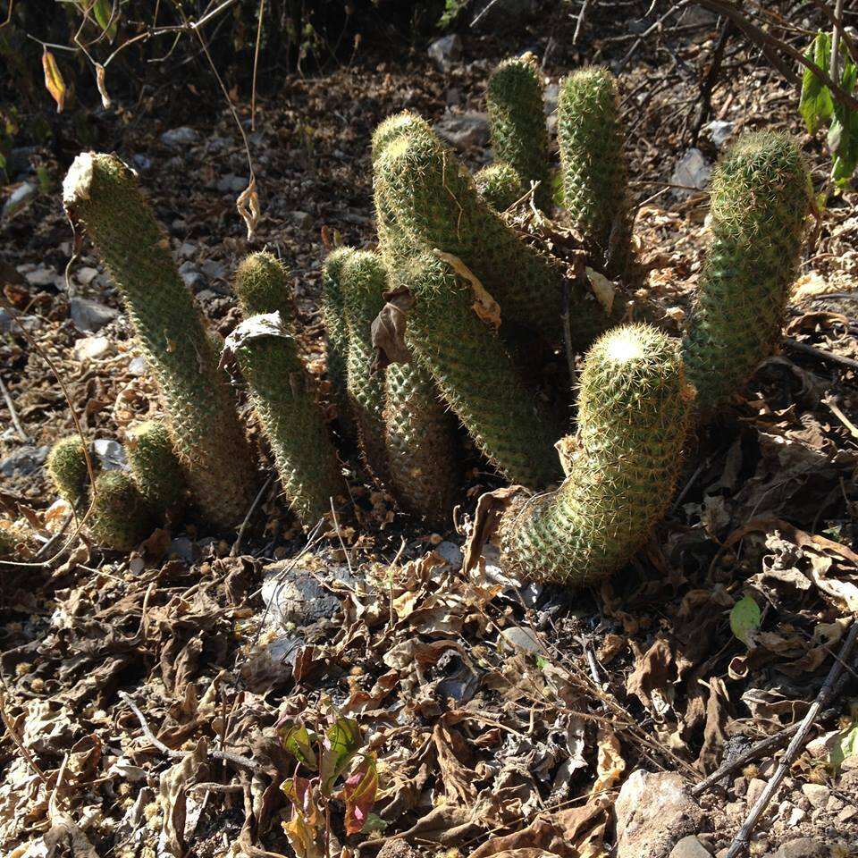 Image of Mammillaria eriacantha Link & Otto ex Pfeiff.