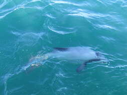 Image of South Island Hector's dolphin