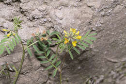 Image de Hippocrepis multisiliquosa L.