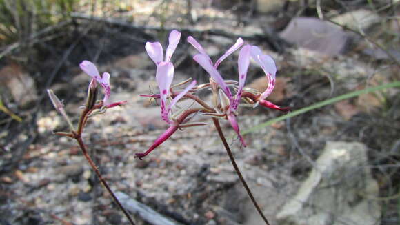 Image of Pelargonium ternifolium P. J. Vorster