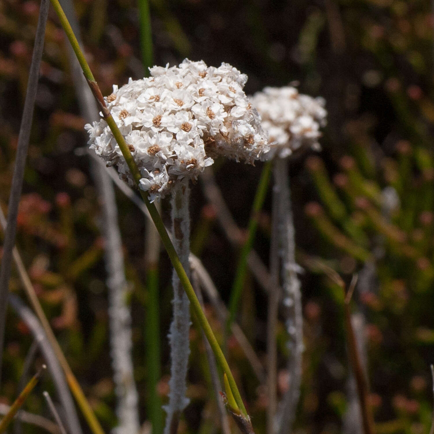 Image of Anaxeton asperum (Thunb.) DC.