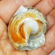 Image of rough star shell