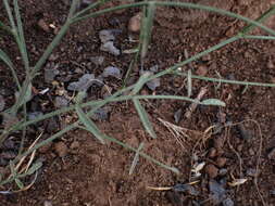 Imagem de Astragalus inversus M. E. Jones