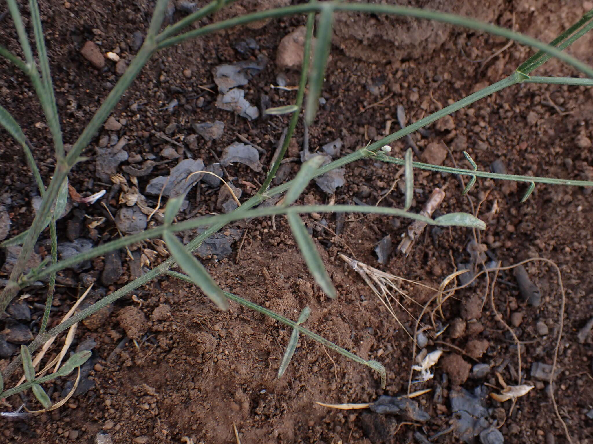 Imagem de Astragalus inversus M. E. Jones