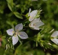 Image of Swertia densifolia (Griseb.) Kashyapa