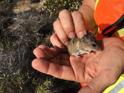 Image of Peromyscus fraterculus (Miller 1892)