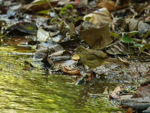 Image of Cachar Bulbul