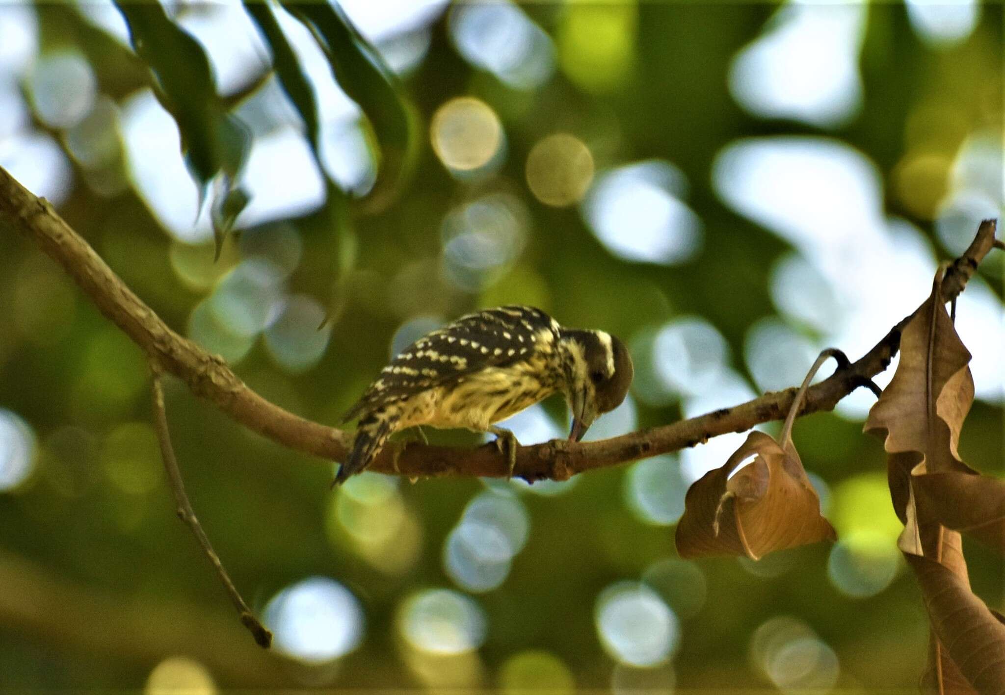 Image of Philippine Pygmy Woodpecker