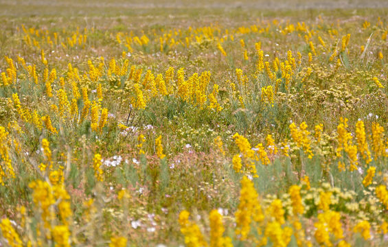 Image of <i>Lebeckia sepiaria</i> (L.) Thunb.