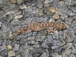 Image of White-spotted Ground Gecko WA