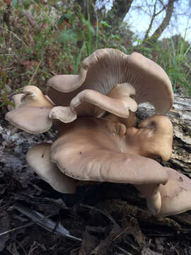 Image of Pleurotus ostreatus (Jacq.) P. Kumm. 1871