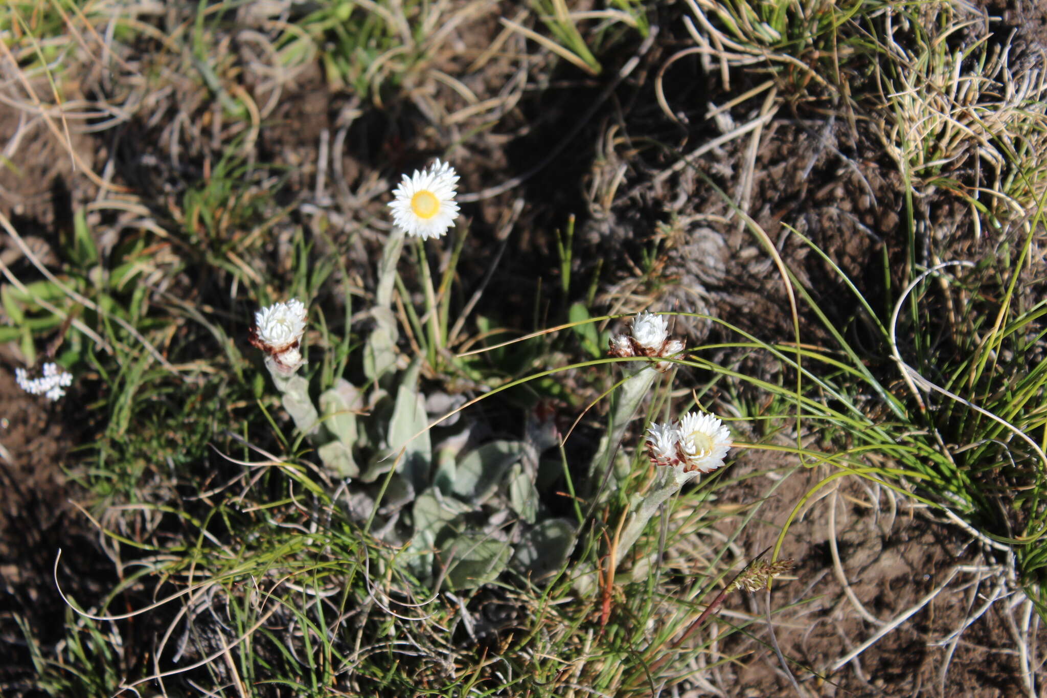 Image of Helichrysum albobrunneum S. Moore