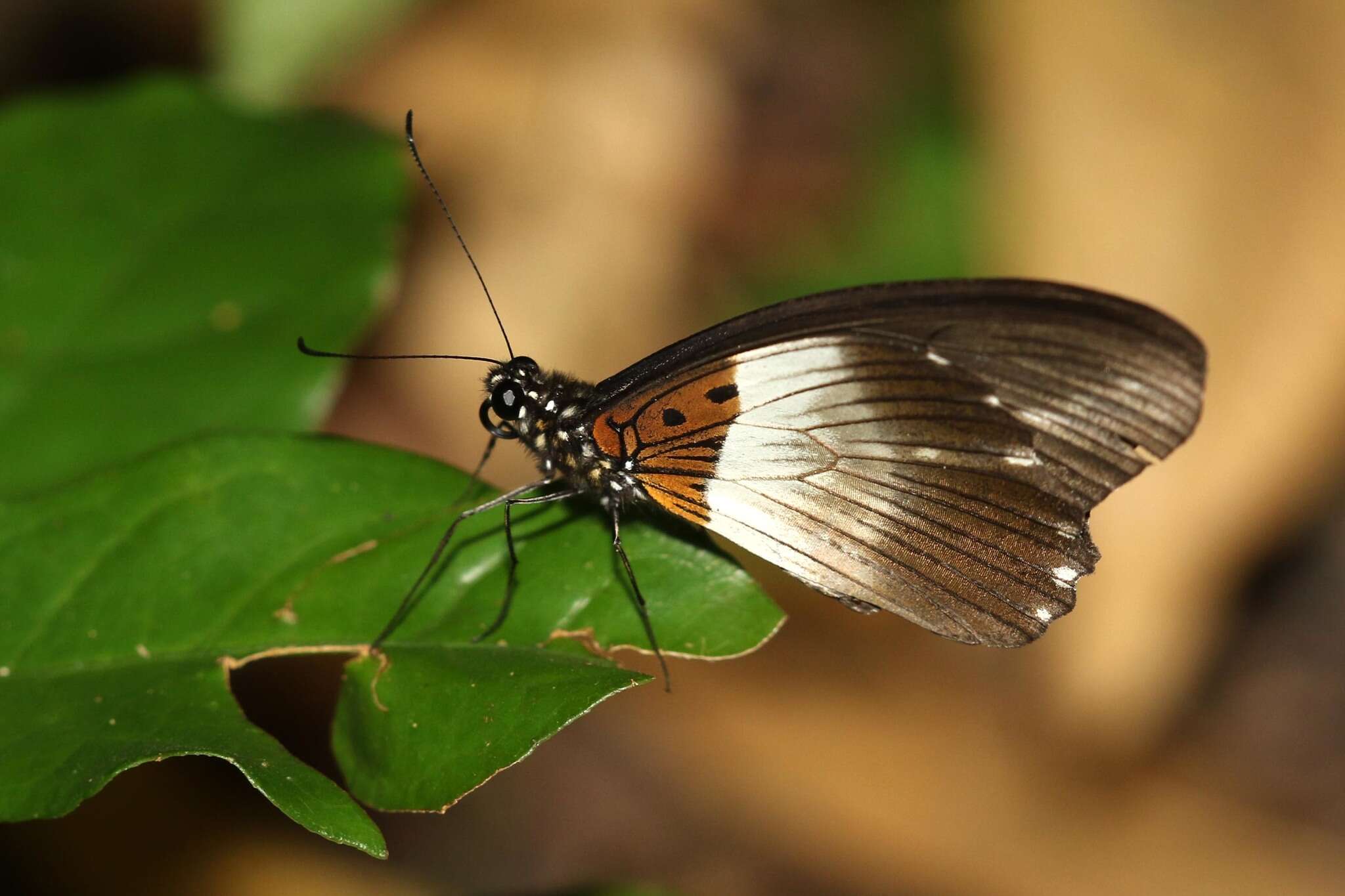 Image of White-banded Swallowtail