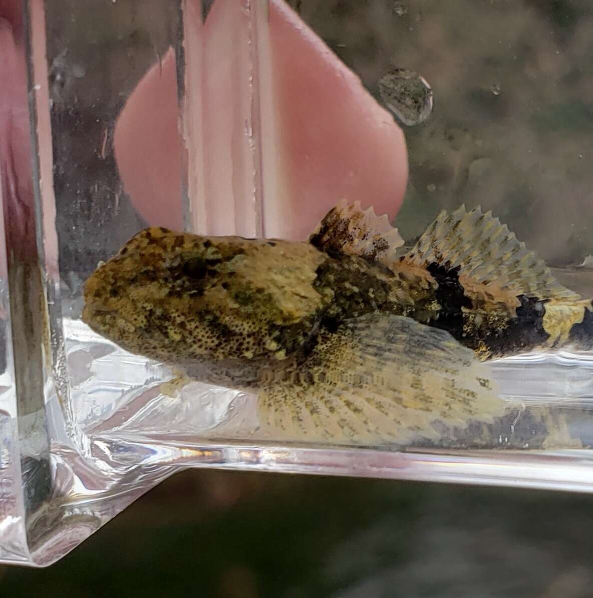 Image of Banded Sculpin