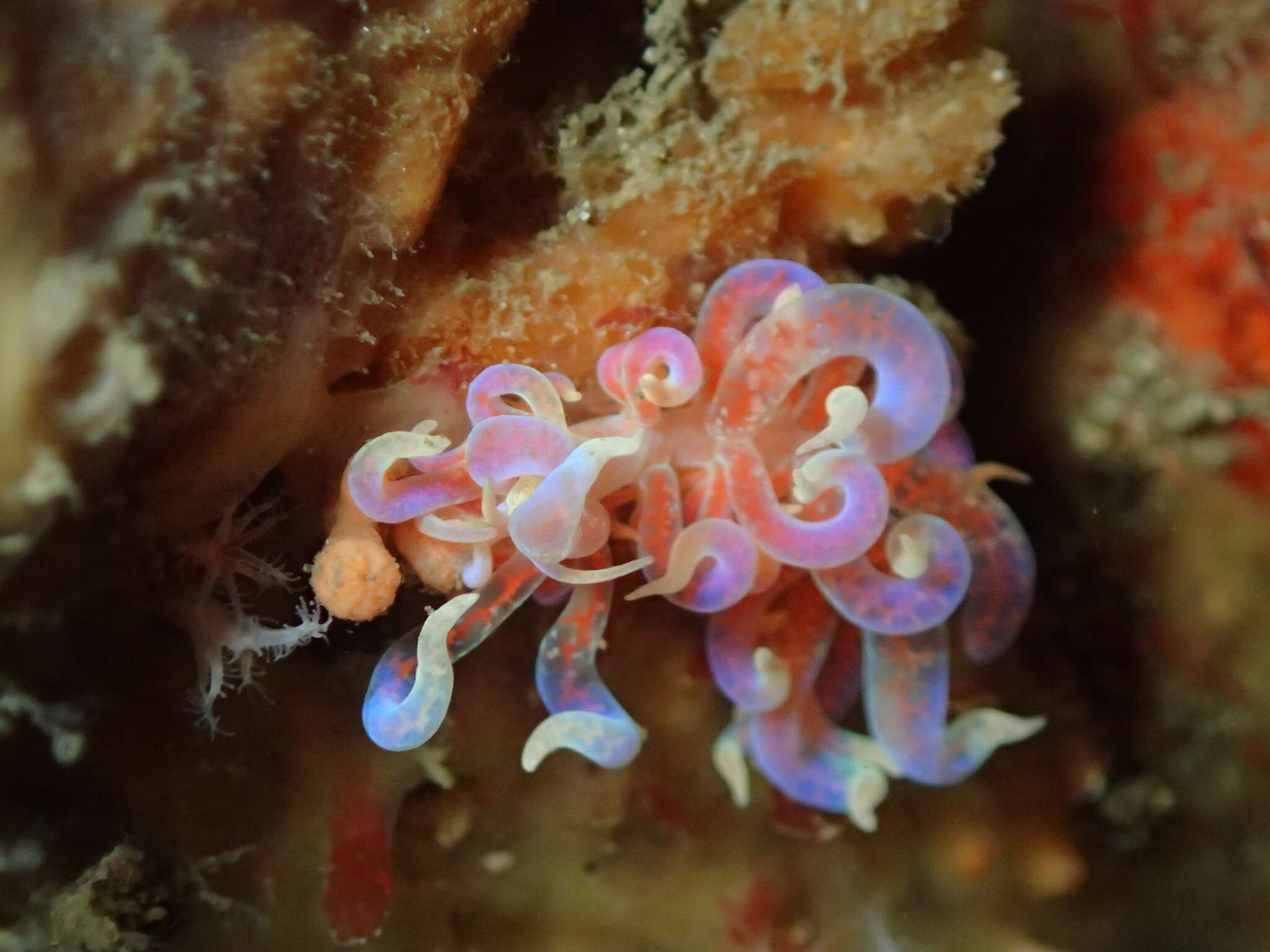 Image of Sea slug