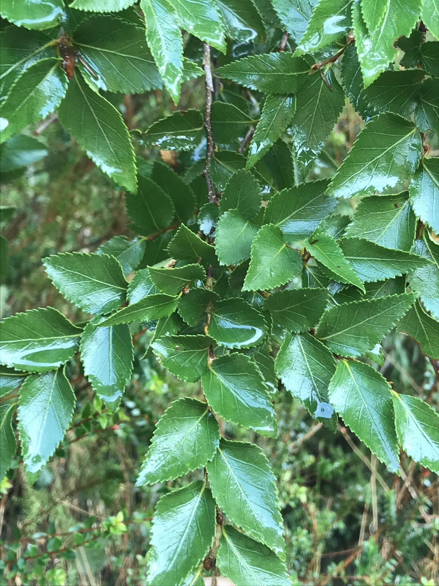 Image of Nothofagus nitida (Phil.) Krasser