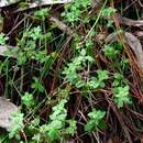 Image of Bristly Bedstraw