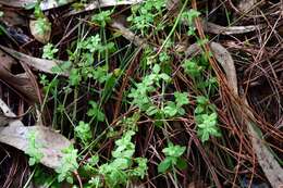 Image of Bristly Bedstraw