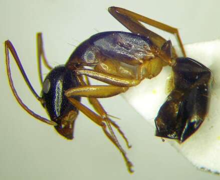 Слика од Camponotus baldaccii Emery 1908