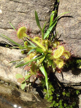 Image of Common Sundew