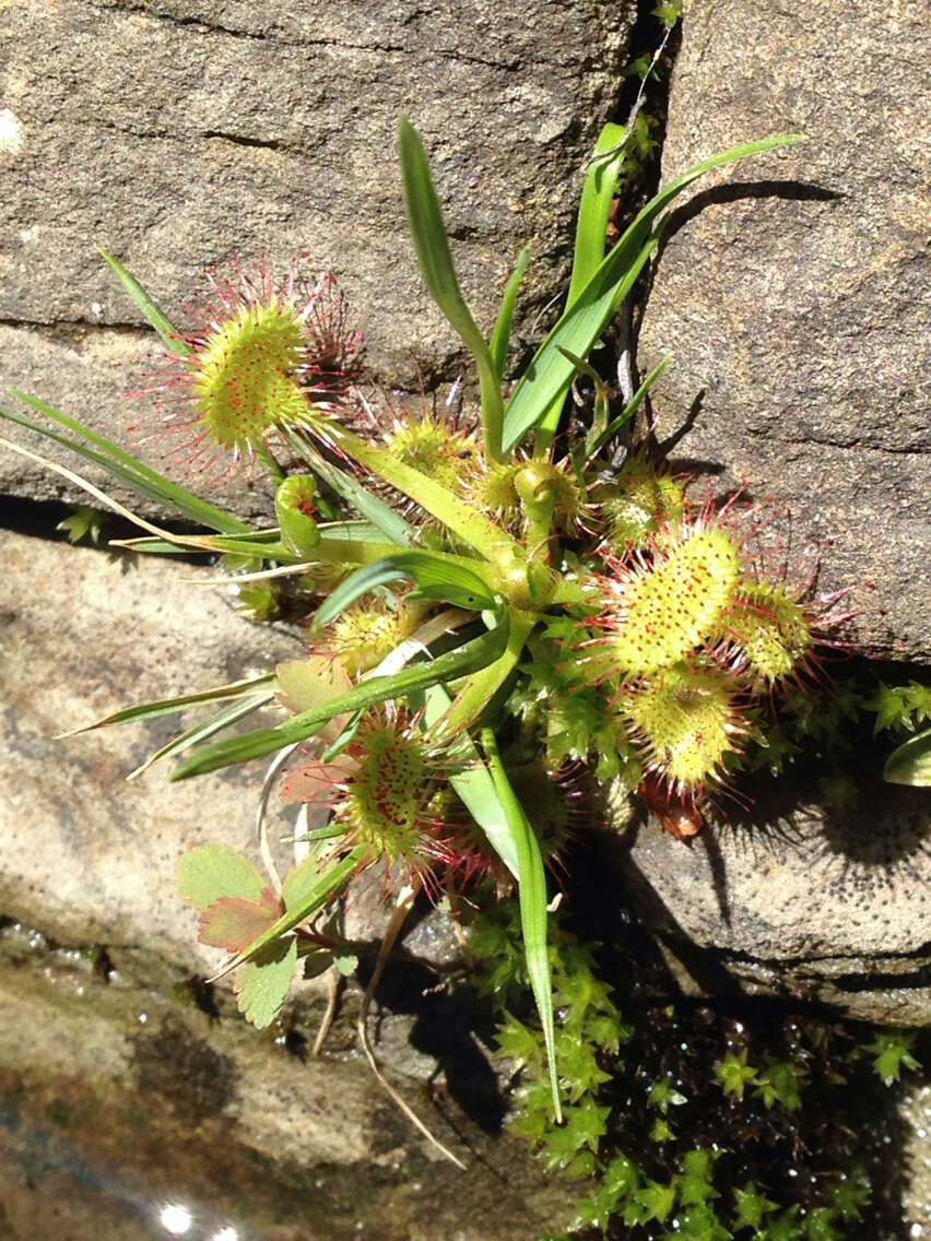 Image of Common Sundew