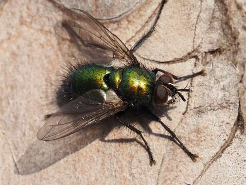 صورة Gymnocheta viridis (Fallen 1810)