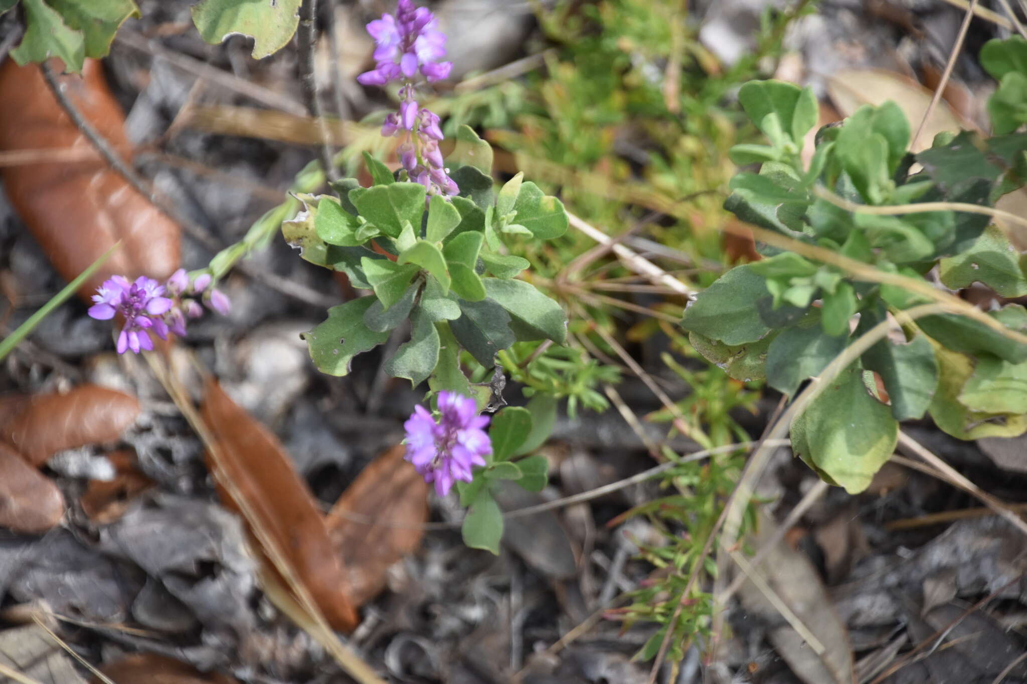 Image of Lewton's milkwort