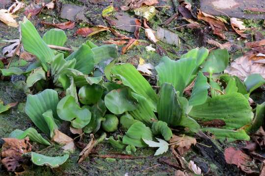 Image of pistia