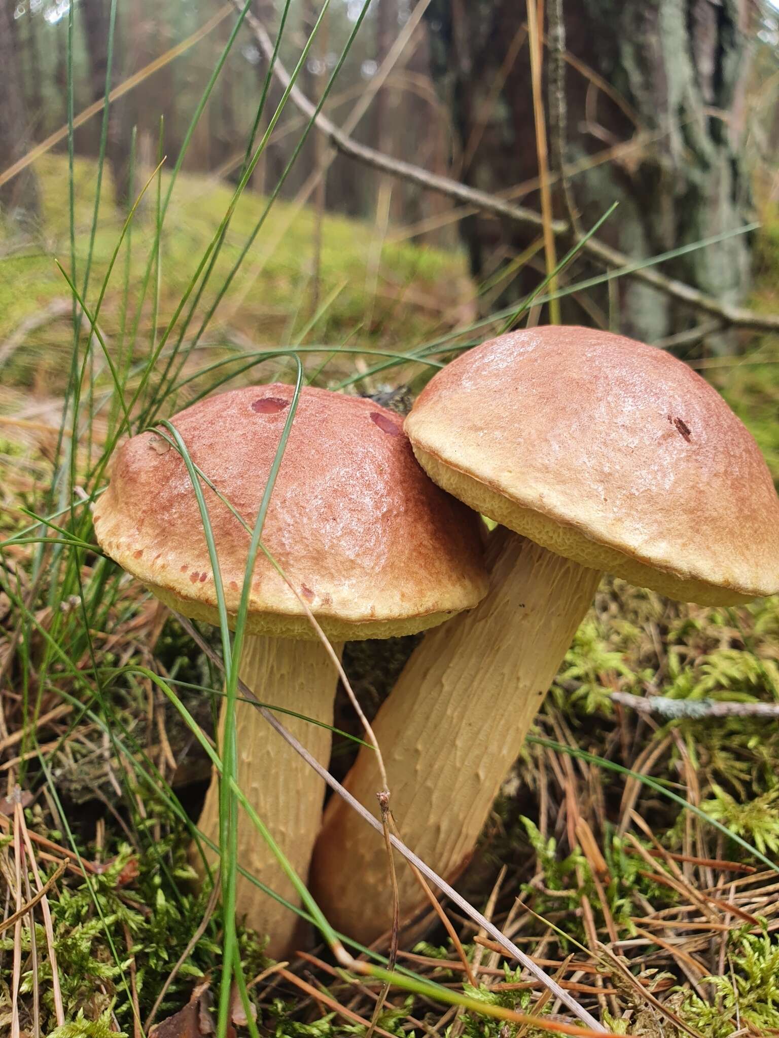 Image of Aureoboletus projectellus (Murrill) Halling 2015