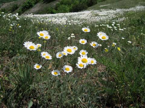 Sivun Anthemis sterilis Stev. kuva