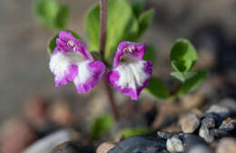 Image of Scutellaria nummulariifolia Hook. fil.