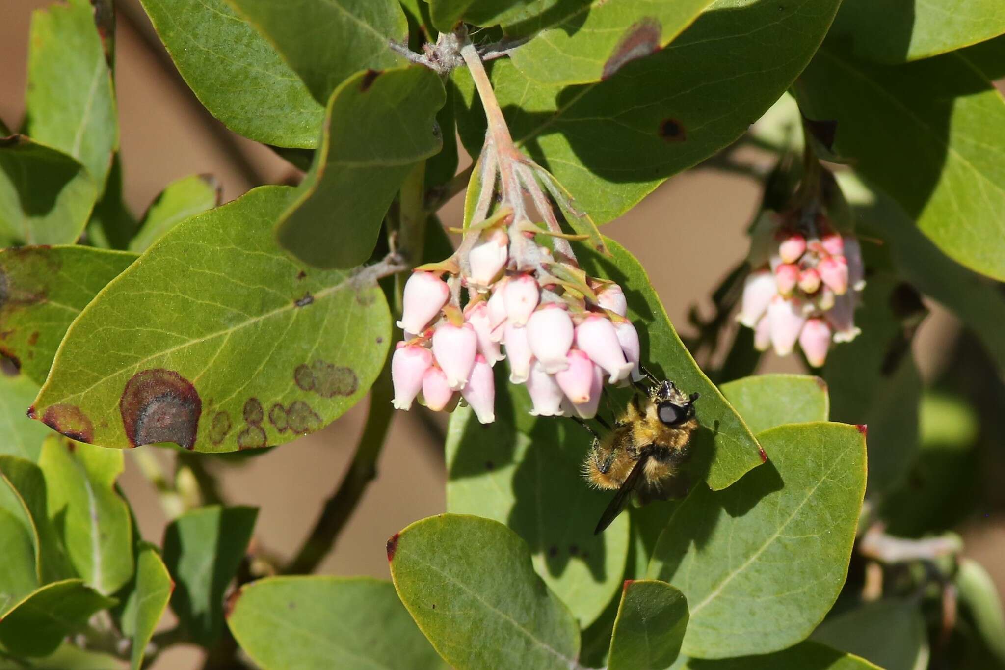 Image of Criorhina nigripes (Williston 1882)