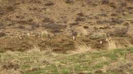 Image of Columbian Sharp-tailed Grouse