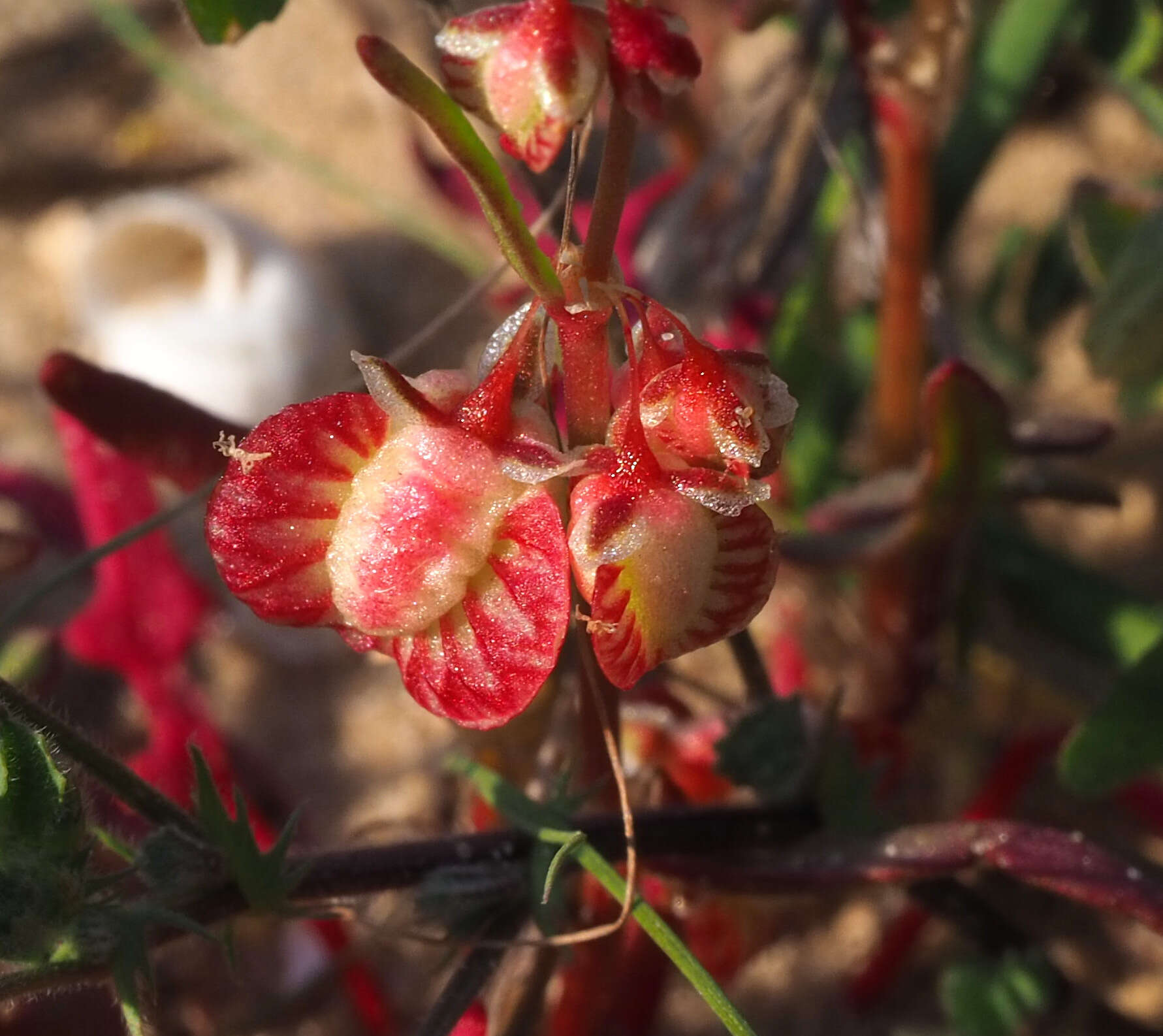 Rumex pictus Forsskál的圖片